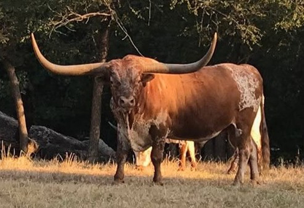 Featured Texas Longhorn herd sire